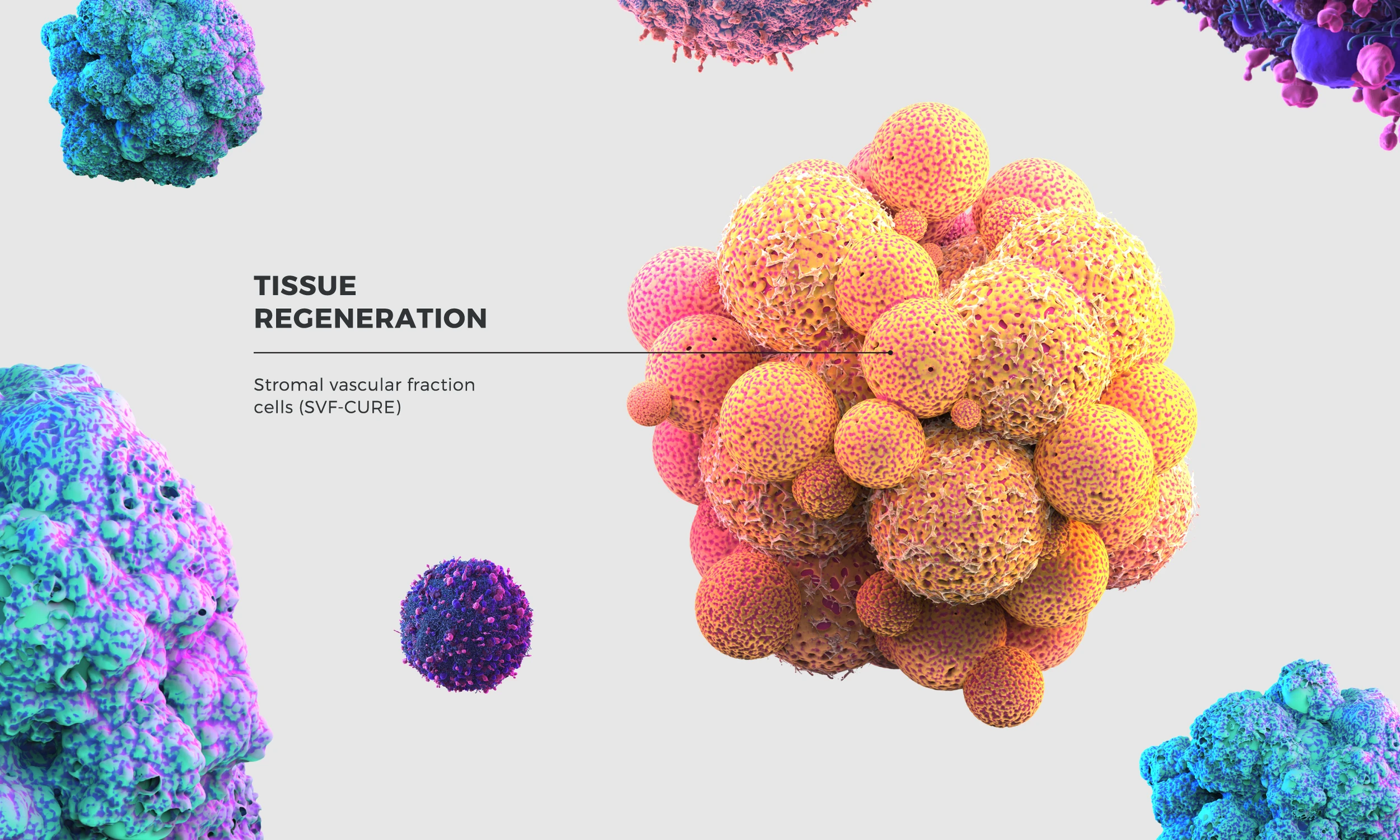Cell illustrations